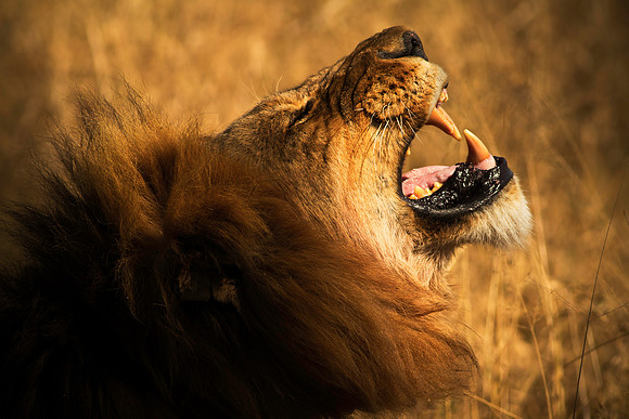 Shumba