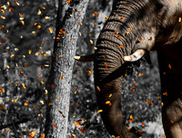 Autumn Elephant