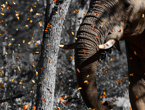 Autumn Elephant