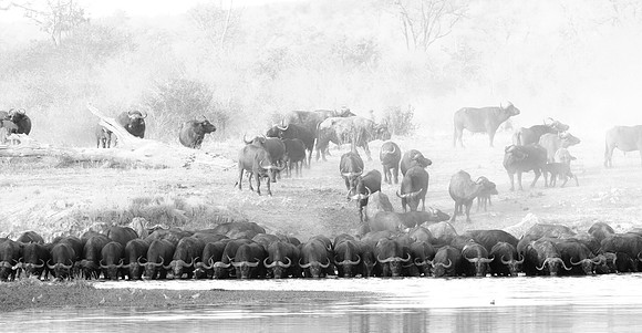 Where buffalo roam