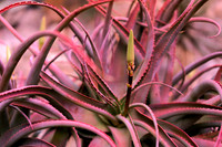 Aloe6