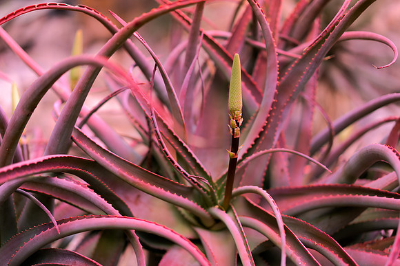 Aloe6