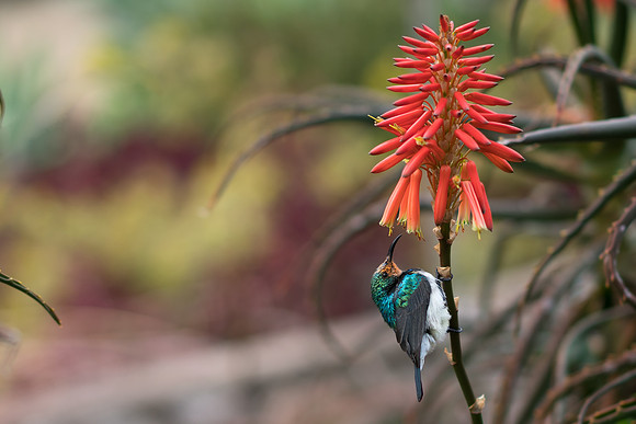 Aloe8