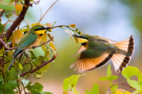 Little bee eaters