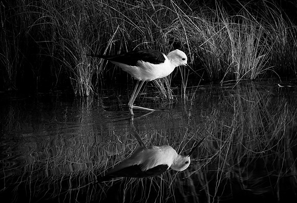 Monochrome Stilt