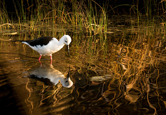 Reflection of a Stilt