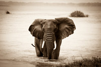 Sepia Chiwkenya