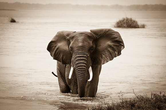 Sepia Chiwkenya