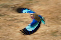 Lilac breasted Roller