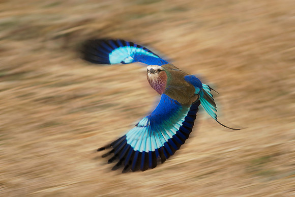 Lilac breasted Roller