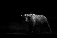 The Bull