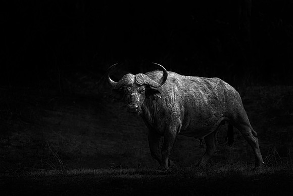 The Bull