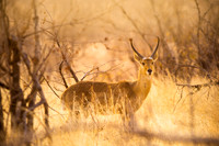 Reedbuck
