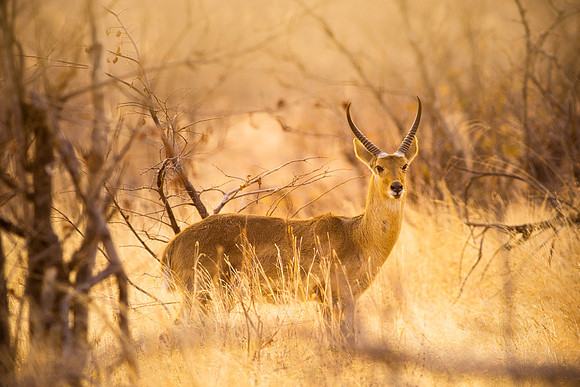 Reedbuck