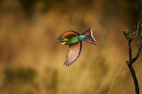 Swallow tailed bee-eater