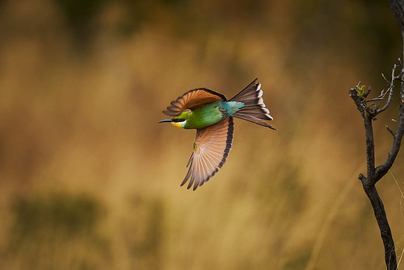 Swallow tailed bee-eater