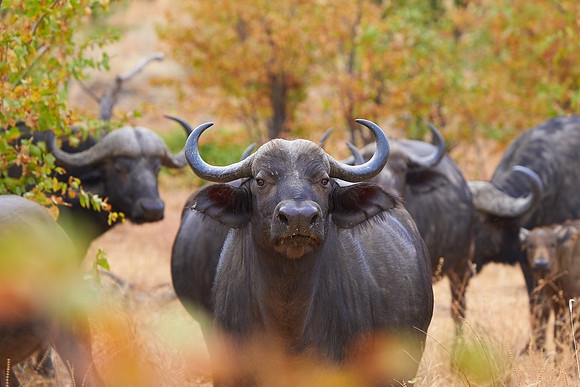 Buffalo