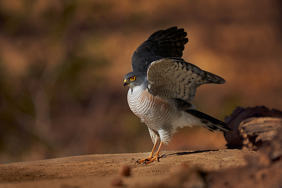 Little Sparrow Hawk