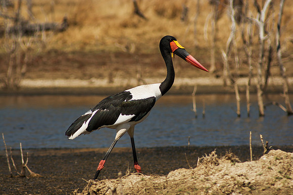 Saddle bill Stork