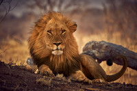 King Cat