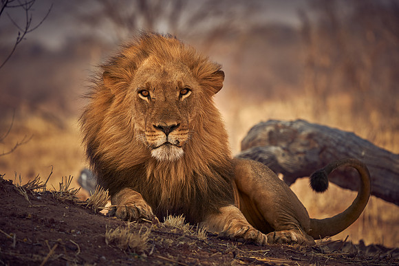 King Cat