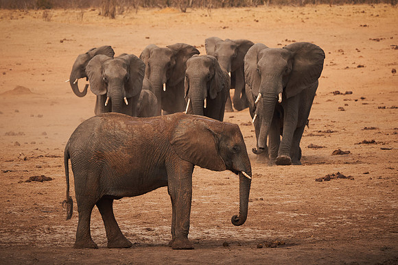 Makwa Hwange