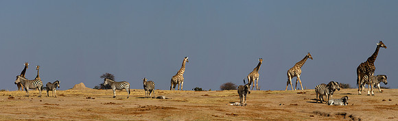 Zebra & Giraffe