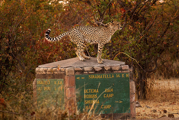 Cheetah
