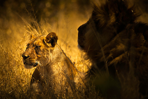 Lion