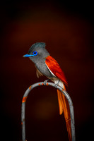 Paradise Flycatcher