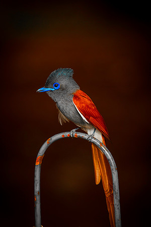 Paradise Flycatcher