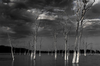 Dead trees