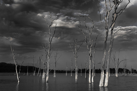 Dead trees