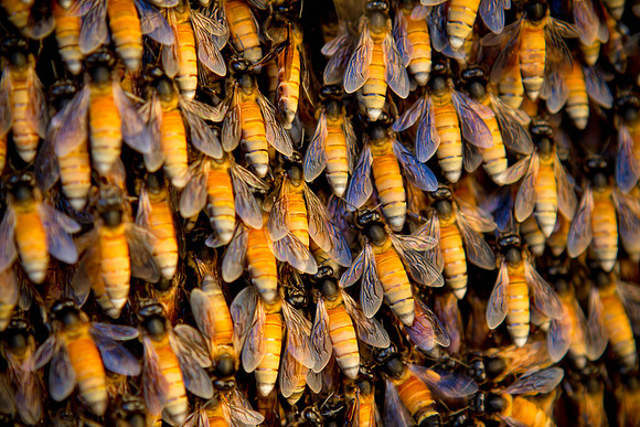 India bees