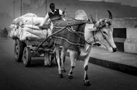 Brahmin Bull