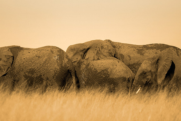 Elephant(s) Rock