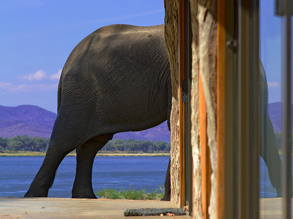 Elephant in da house