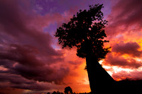Baobab