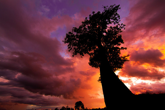 Baobab